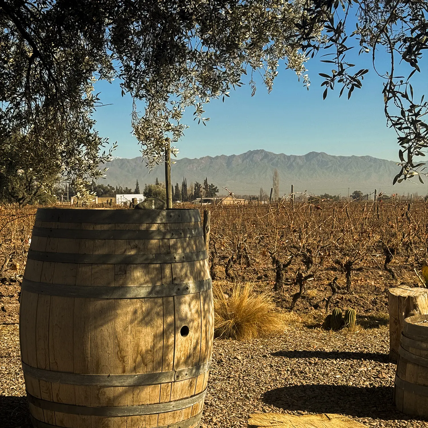 Viñedos y bodegas en Maipú