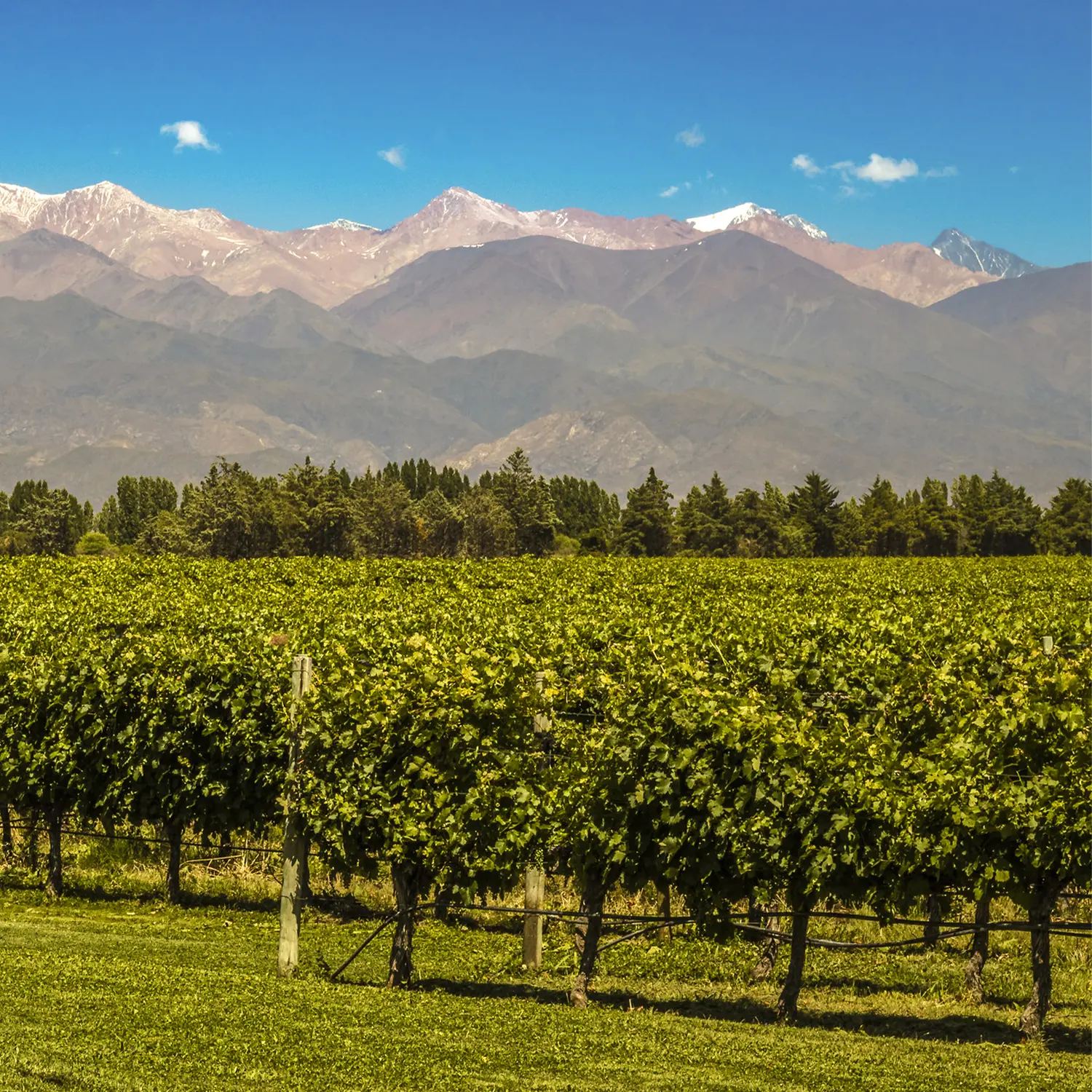 Bodegas en Luján de Cuyo