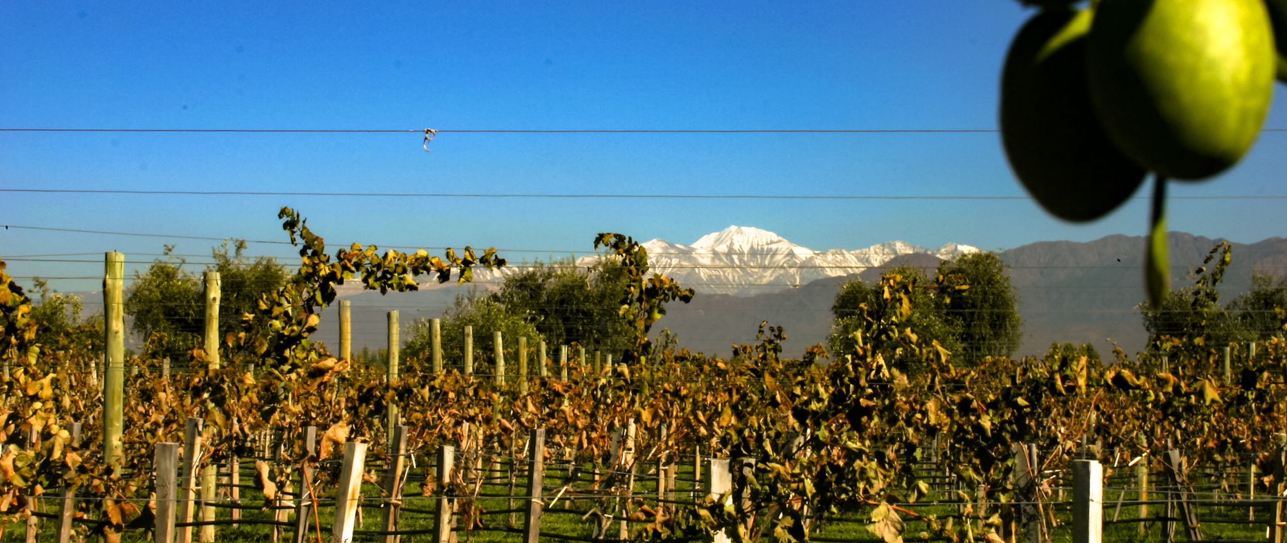 Private driver in Mendoza wine country custom itineraries