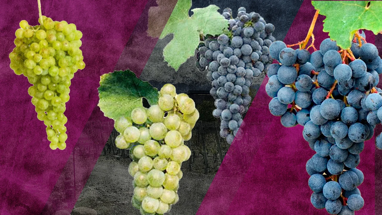 Blending Experience Mendoza crear propio vino