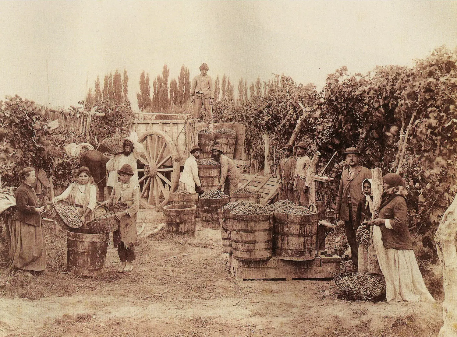 Historic Malbec vineyard Mendoza Argentina 19th century