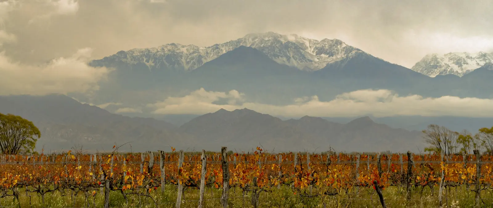 Vinhedo de altitude Vale de Uco Mendoza Argentina