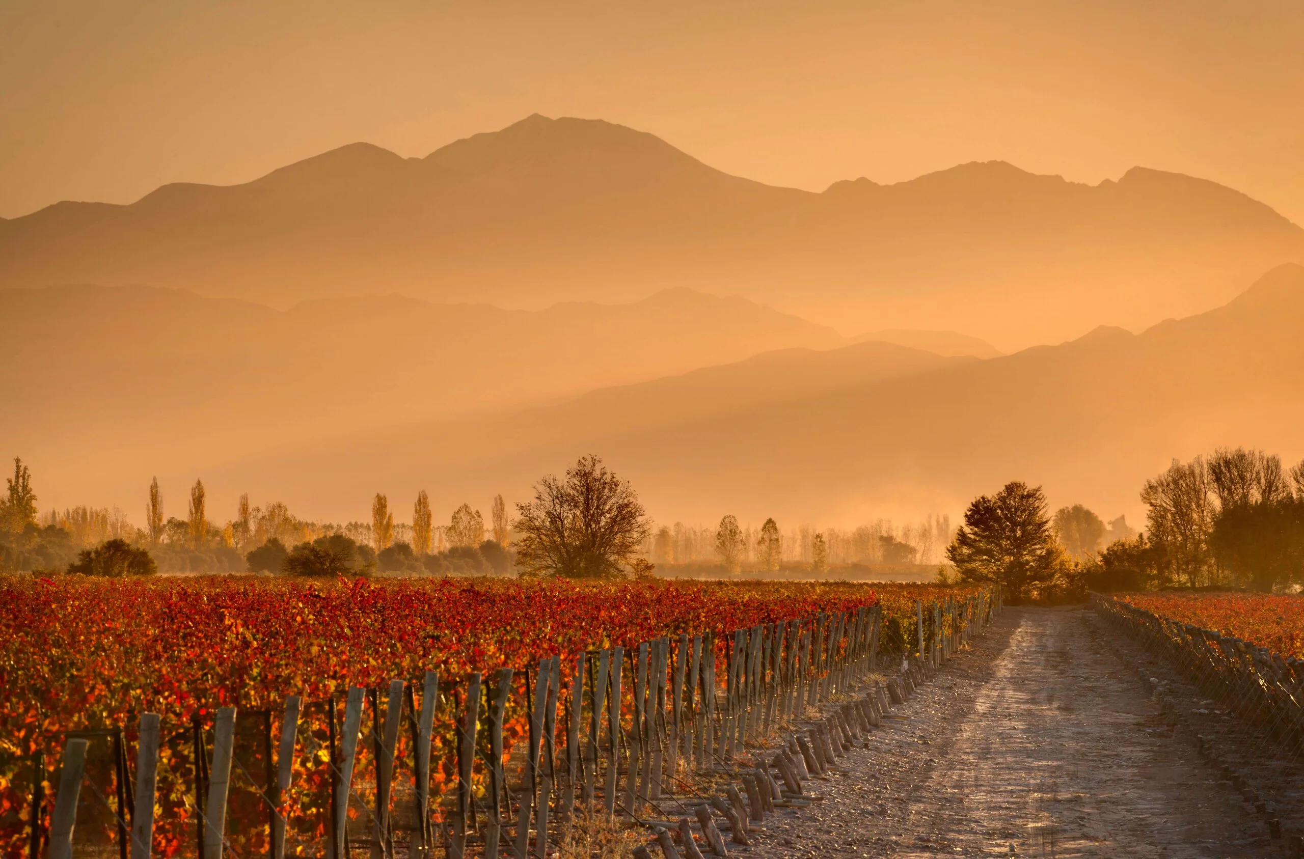 Ruta del Vino Mendoza